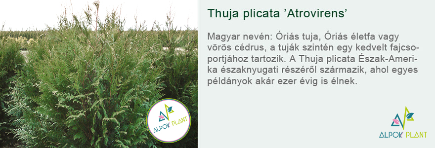 Thuja plicata 'Atrovirens'