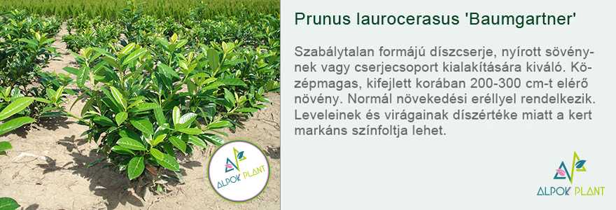 Prunus laurocerasus 'Baumgartner