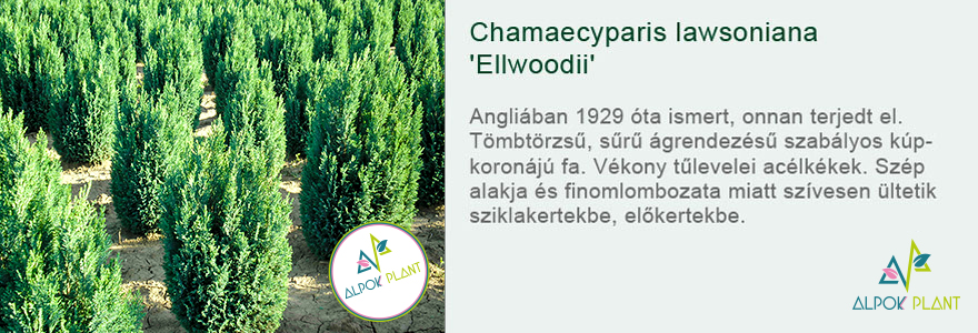 Chamaecyparis lawsoniana 'Ellwoodii'