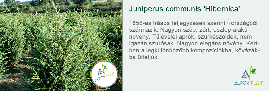 Juniperus communis 'Hibernica'