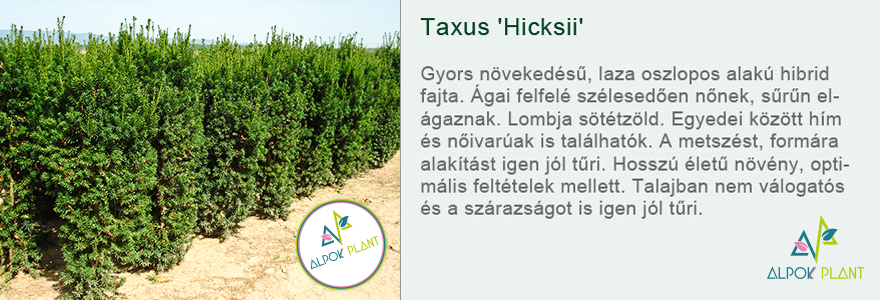 Taxus 'Hicksii'