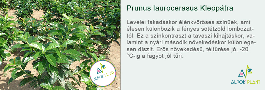 Prunus laurocerasus Kleopátra