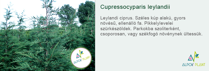Cupressocyparis leylandii - Leylandi ciprus