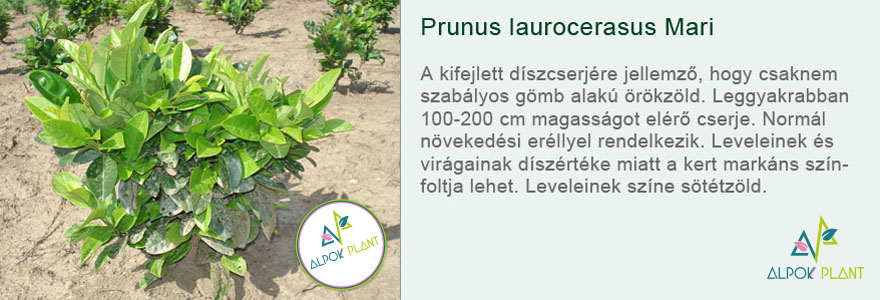 Prunus laurocerasus Mari