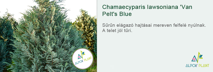 Chamaecyparis lawsoniana 'Van Pelt's Blue