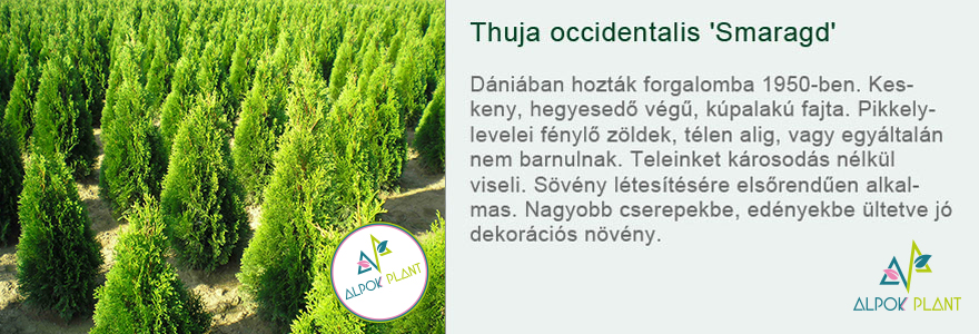 Thuja occidentalis 'Smaragd'